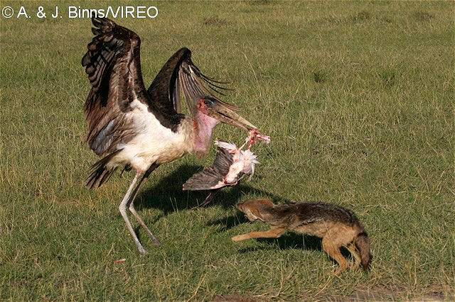 Marabou Stork b52-2-419.jpg